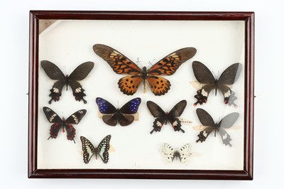 Lot 34 - Lepidoptera Interest
