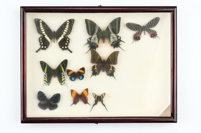 Lot 34 - Lepidoptera Interest