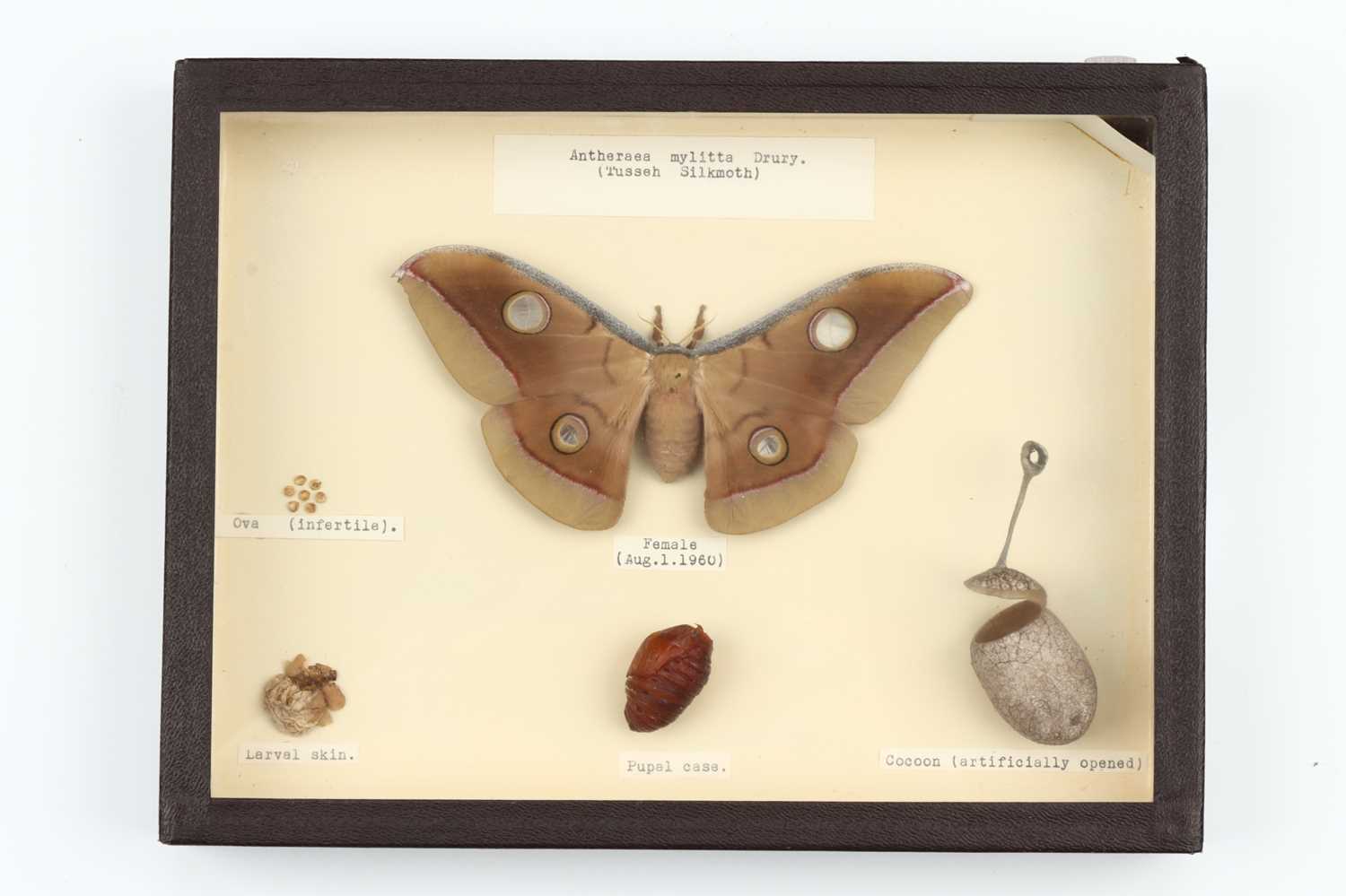 Lot 35 - Lepidoptera and Coleoptera Interest