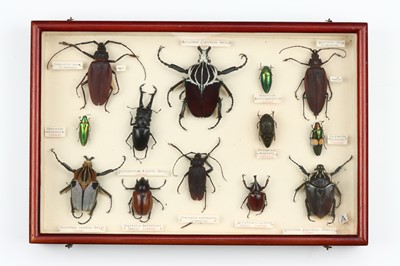 Lot 36 - Coleoptera Interest