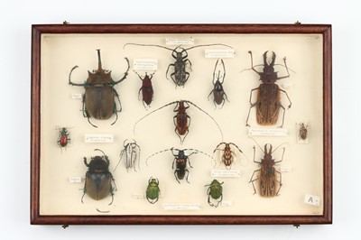 Lot 37 - Coleoptera Interest