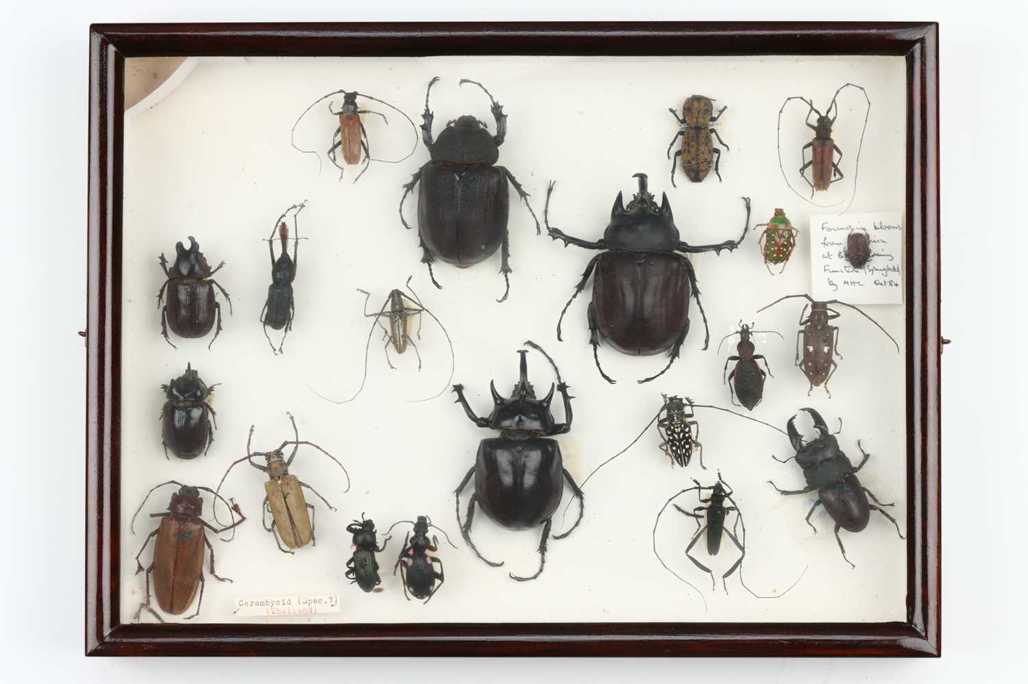 Lot 38 - Coleoptera Interest