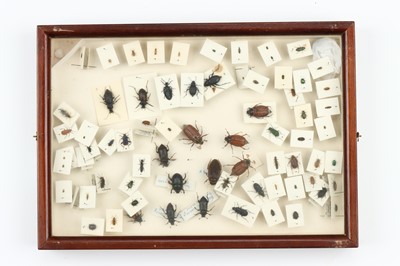 Lot 39 - Coleoptera Interest