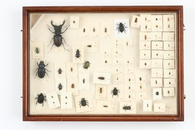 Lot 39 - Coleoptera Interest
