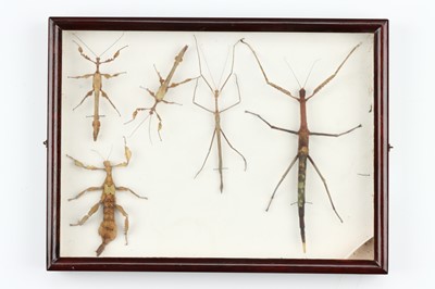 Lot 40 - Coleoptera, Cicadeodea and Phasmatodea Interest