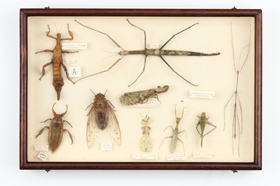 Lot 41 - Coleoptera, Cicadeodea, Aracnid and Phasmatodea Interest