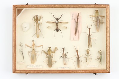 Lot 41 - Coleoptera, Cicadeodea, Aracnid and Phasmatodea Interest