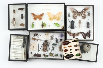 Lot 42 - Coleoptera, Cicadeodea, and Lepidoptera Interest