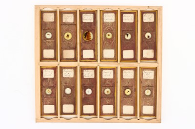 Lot 200 - A Collection of 144 Microscope Slides