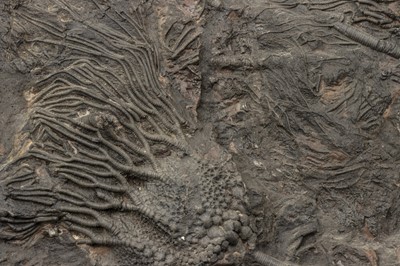 Lot 179 - A Large Crinoid Fossil