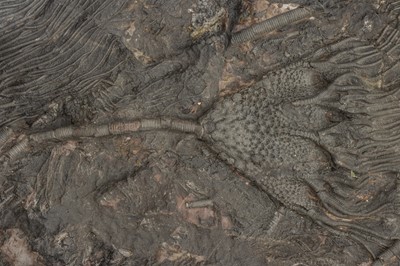 Lot 179 - A Large Crinoid Fossil