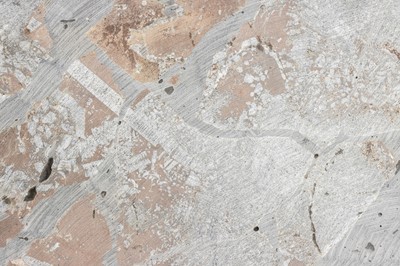 Lot 179 - A Large Crinoid Fossil