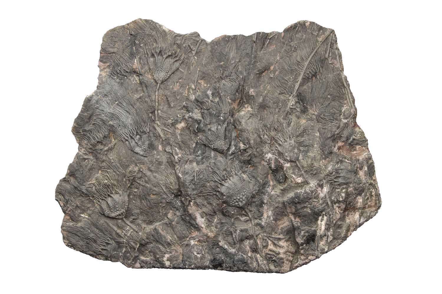 Lot 179 - A Large Crinoid Fossil