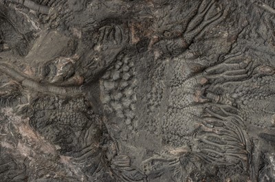 Lot 179 - A Large Crinoid Fossil