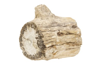 Lot 181 - A Piece of Petrified Tree Trunk
