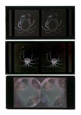 Lot 206 - Three Rare Autochrome Photomicrograph Glass Stereoviews