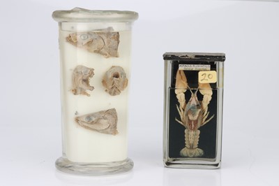 Lot 96 - Injected and  Preserved Dissected Crayfish and Fish Heads