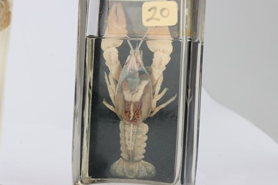 Lot 96 - Injected and  Preserved Dissected Crayfish and Fish Heads