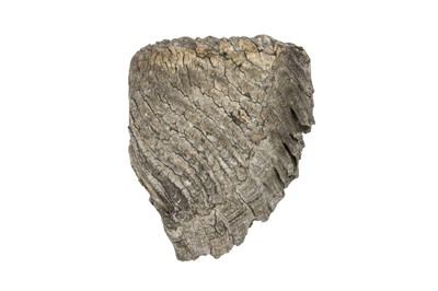 Lot 175 - A Semi-Fossilised Siberian Woolly Mammoth Tooth