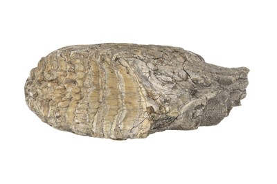 Lot 175 - A Semi-Fossilised Siberian Woolly Mammoth Tooth