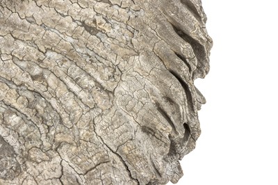 Lot 175 - A Semi-Fossilised Siberian Woolly Mammoth Tooth