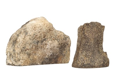 Lot 176 - A Cut and Polished Section of Jurassic Period  Dinosaur Limb Bone