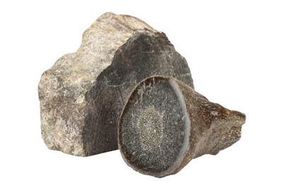 Lot 176 - A Cut and Polished Section of Jurassic Period  Dinosaur Limb Bone