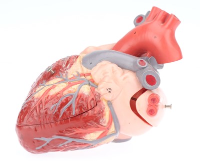 Lot 16 - Medical, A Large Model of the Human Heart