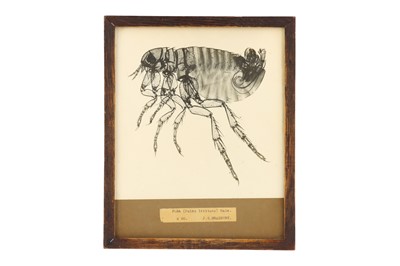 Lot 301 - An Early Micro-Photograph of a Flea
