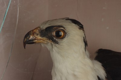 Lot 797 - Taxidermy, A Large Bird of Prey