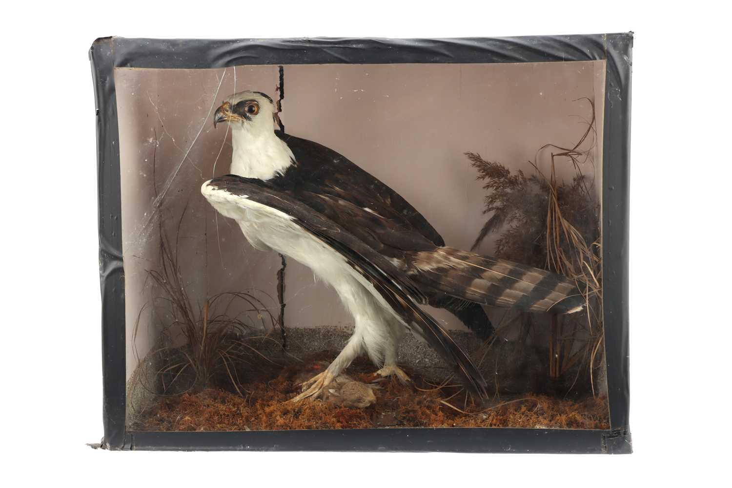 Lot 797 - Taxidermy, A Large Bird of Prey