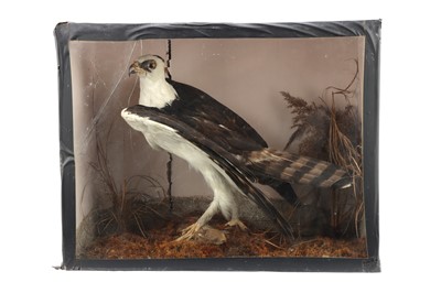 Lot 797 - Taxidermy, A Large Bird of Prey