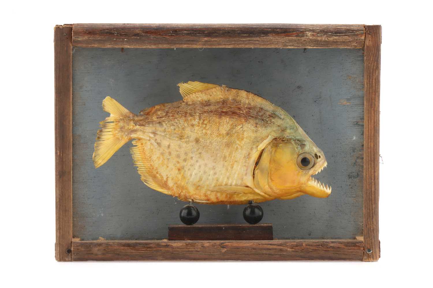 Lot 911 - Taxidermy: Piranha