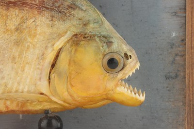 Lot 911 - Taxidermy: Piranha