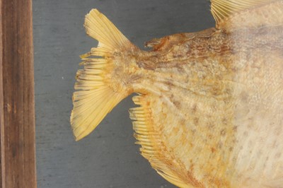 Lot 911 - Taxidermy: Piranha