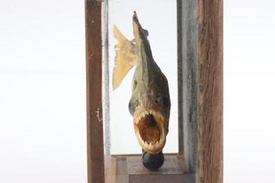 Lot 911 - Taxidermy: Piranha