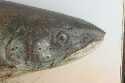 Lot 147 - Taxidermy: Salmon by John MacPherson of Inverness