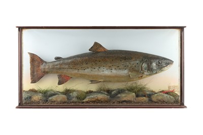 Lot 147 - Taxidermy: Salmon by John MacPherson of Inverness