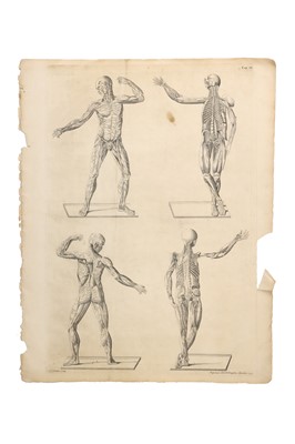 Lot 373 - Medicine - Bernhard Siegfried Albinus, plates of Skeletons & Muscles, 1749