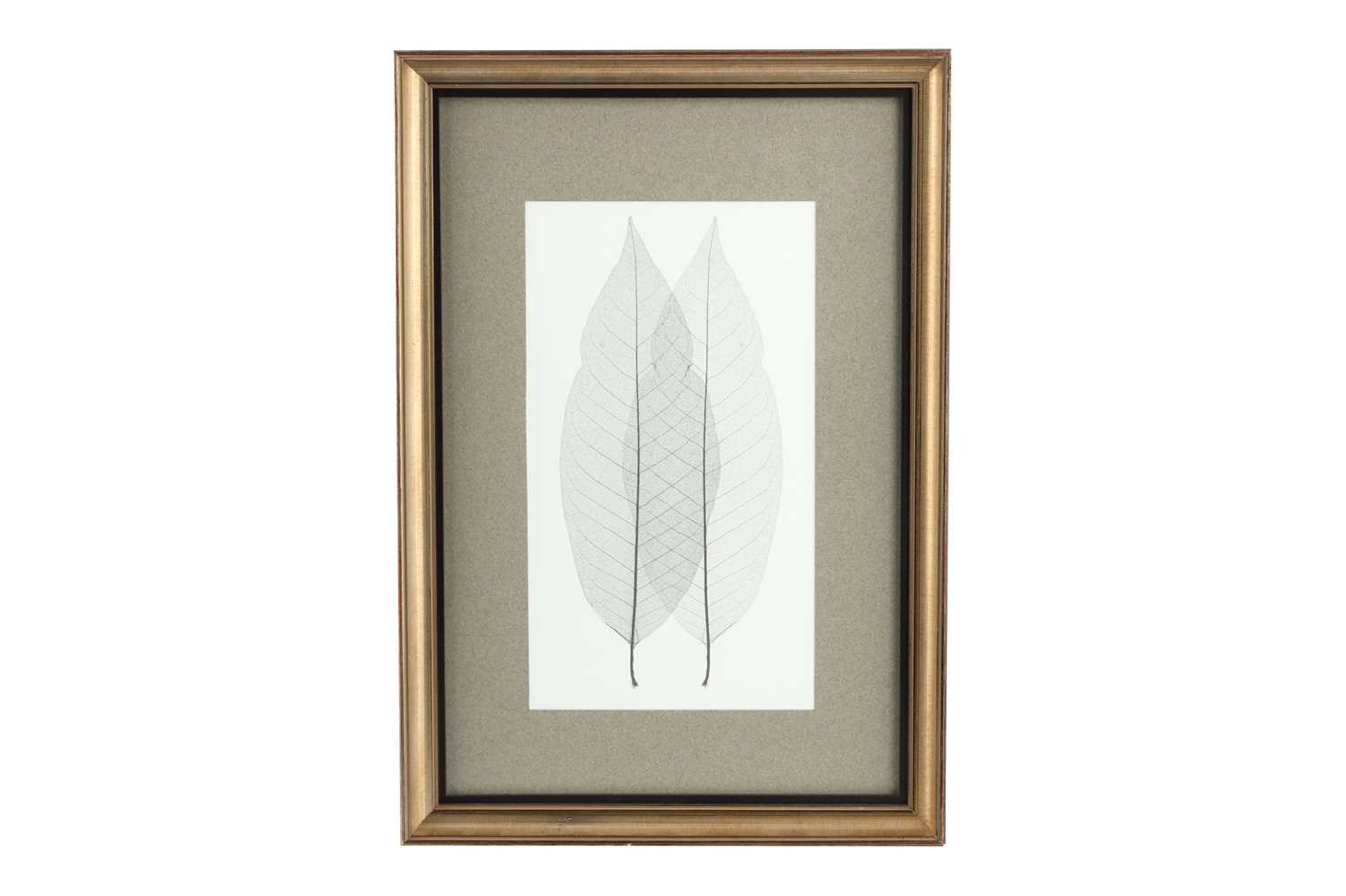 Lot 684 - PAMELA BONE (1925-2021), Five Framed