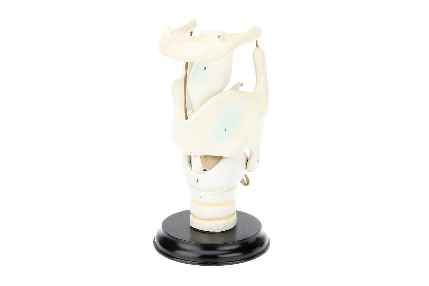 Lot 138 - MAISON AUZOUX (att) An Anatomical Model of the Human Larynx