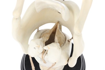 Lot 138 - MAISON AUZOUX (att) An Anatomical Model of the Human Larynx