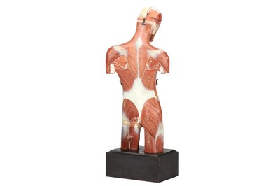 Lot 140 - MAISON AUZOUX, An Anatomical Model of the Human Torso