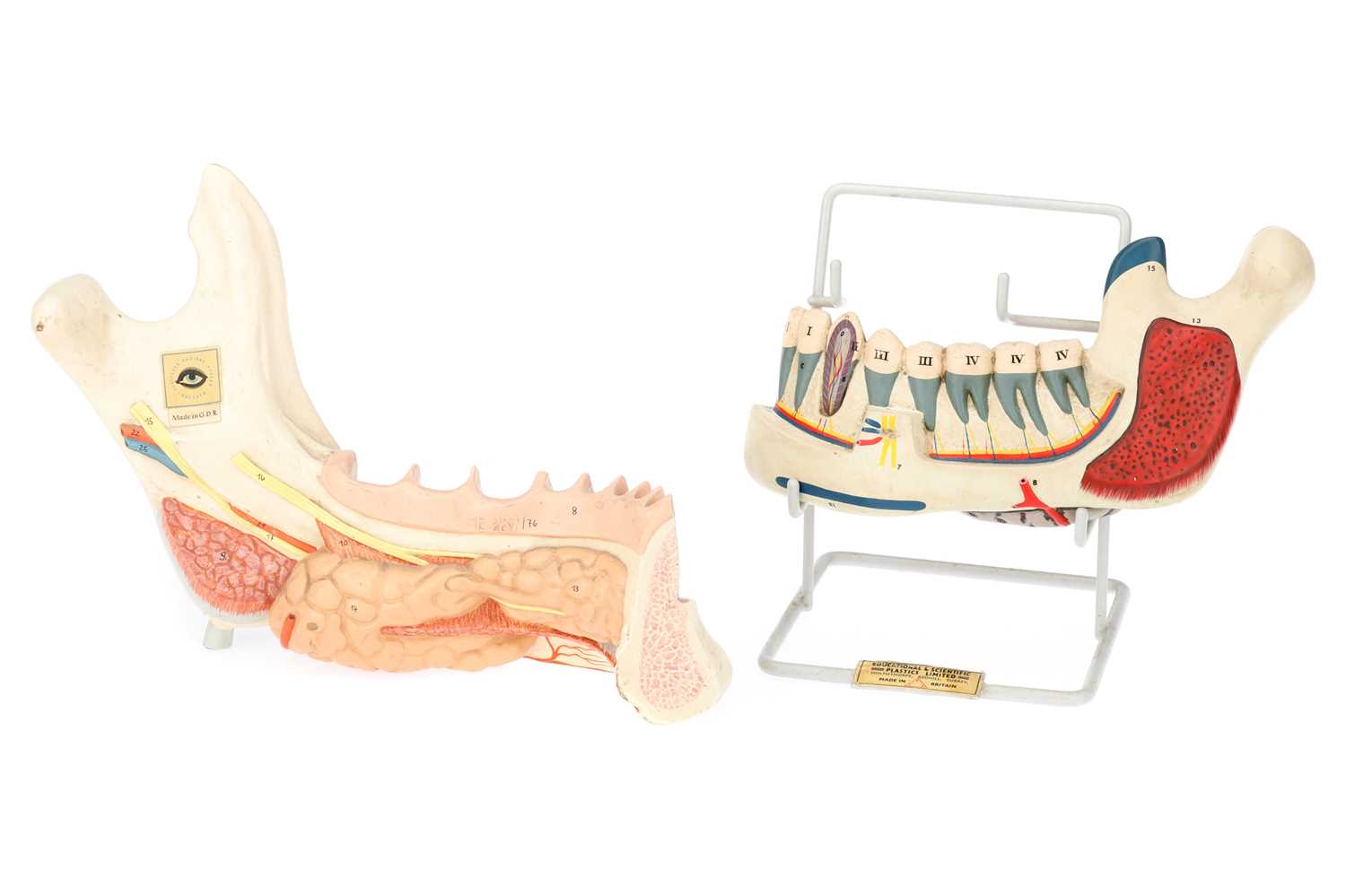Lot 135 - Two Didactic Model Mandibles,