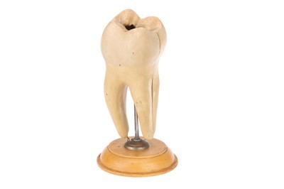Lot 136 - A Good Didactic Model of a Molar Tooth