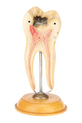 Lot 136 - A Good Didactic Model of a Molar Tooth