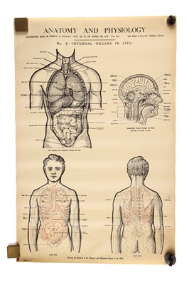 Lot 750 - Collection of Didactic Anatomy & Physiology Posters