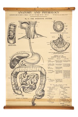 Lot 750 - Collection of Didactic Anatomy & Physiology Posters