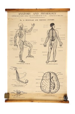 Lot 750 - Collection of Didactic Anatomy & Physiology Posters