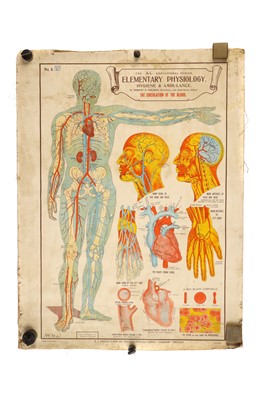 Lot 751 - Collection of Didactic Anatomy & Physiology Posters